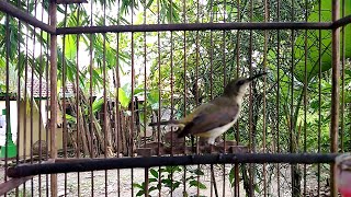 Download lagu SOGON BAHAN MANAPUN DIJAMIN LANGSUNG RESPON DAN IKUT BUNYI mp3 Download lagu SOGON BAHAN MANAPUN DIJAMIN LANGSUNG RESPON DAN IKUT BUNYI mp3