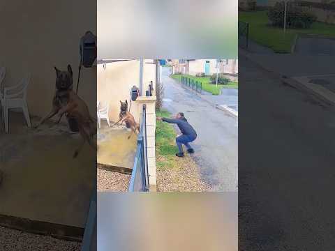 The dogs chased the delivery man from behind who was terrified begged for help#satisfying #dogs