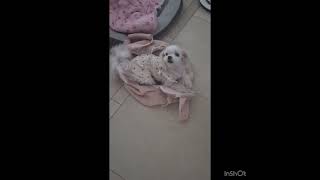 Video preview image #1 Maltese Puppy For Sale in Seattle, WA, USA