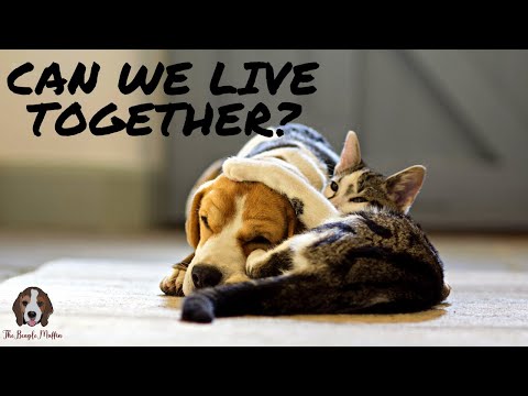 Do Beagles Get Along With Cats?