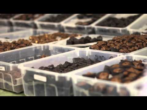 download lagu mp3 mp4 Luxury Handmade Chocolates, download lagu Luxury Handmade Chocolates gratis, unduh video klip Luxury Handmade Chocolates