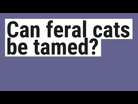 Can feral cats be tamed?