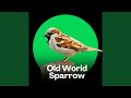 Old World Sparrow S City Chirp