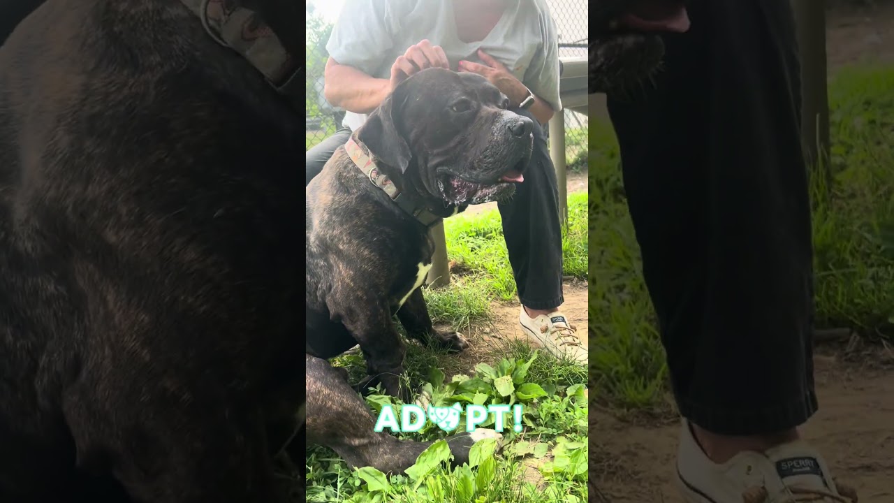 Enlarge Marshall, a Adoptable mixed breed in Yonkers, NY video 6/6