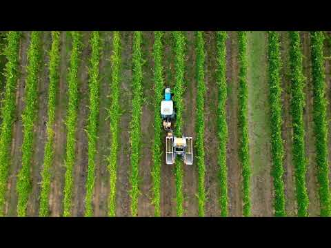 First Wine harvest of 2025 in Tuscany, Italy | 4K Drone footage 