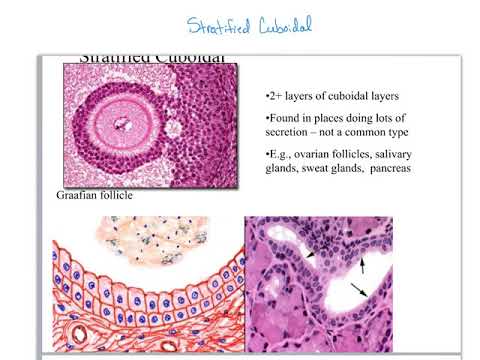 2210 ch05 pt2 Epithelium Stratified