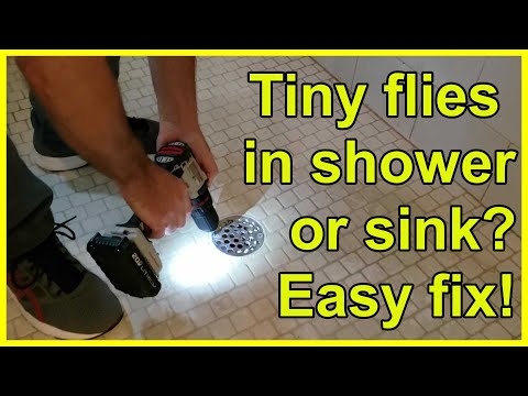 How to get rid of drain flies in shower, kitchen, or bathroom
