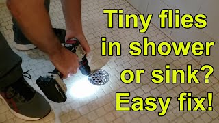 How to get rid of drain flies in shower, kitchen, or bathroom