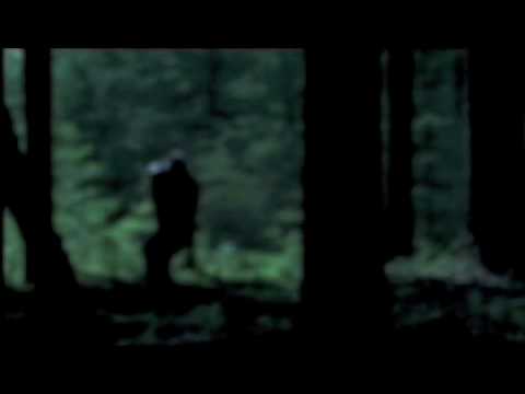 Ederson Rodrigues Xavier - Prepared Forest(excerpts)