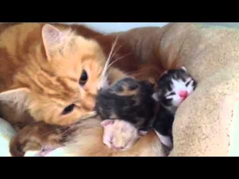 Shiju is taking care of her kittens