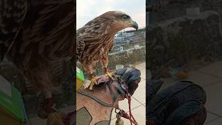 Download lagu anak elang Paria #bird #elang #blackkite #farconry #freefly #bk #denimadde mp3 Download lagu anak elang Paria #bird #elang #blackkite #farconry #freefly #bk #denimadde mp3