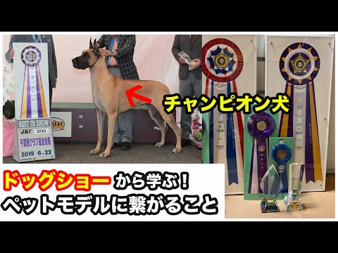 国際ドッグショーのルール - 定義