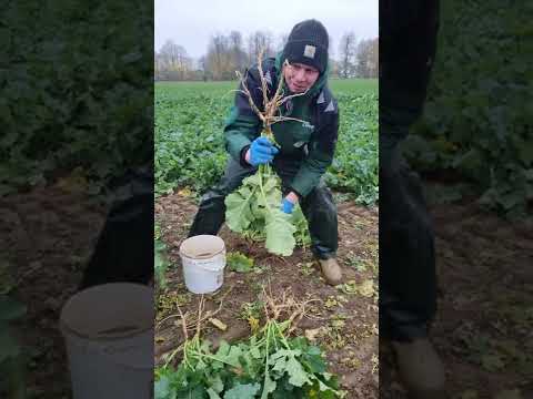 RAPOOL - Kohlhernie Härtetest
