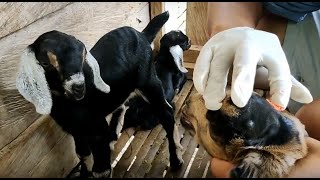 DEHORNING PASTE | Best Way to Dehorn Goats [Disbud] : Dehorning gamit ang Dr. Naylor Dehorning Paste
