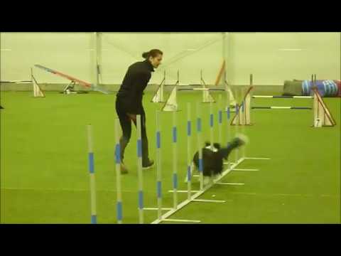 Vinky Dream of joy - Petris Cup II. Kladno 20.1.2019