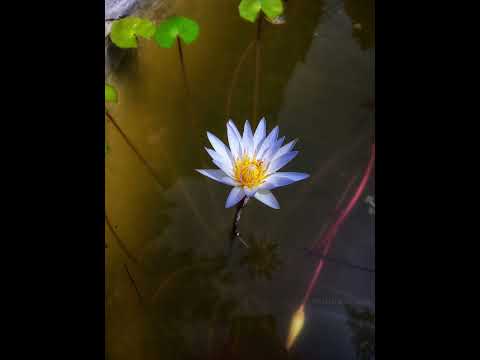 flowers 🤩 #nature #wayanad#naturesbeauty #naturelovers#beautiful #shorts