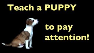 Teach your puppy to pay attention