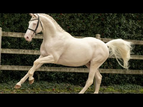  Diamante: unique cremello stallion with guaranteed color to offspring jumping 1.40