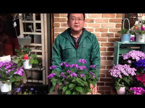 園芸 ペルー産ヘリオトロープ