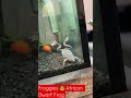 Froggies 🐸 African Dwarf Frog