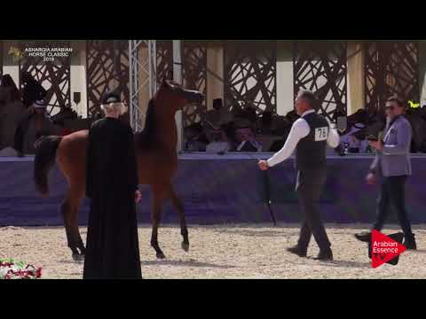 N.76 RASLAN AL KHALEDIAH - Asharqia Classic 2018