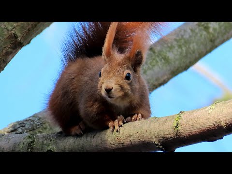 Veverka obecná, Red squirrel, Eurasisches Eichhörnchen, Eekhoorn, Écureuil roux #squirrel