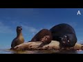 Best Of Gerald Finding Dory 2016