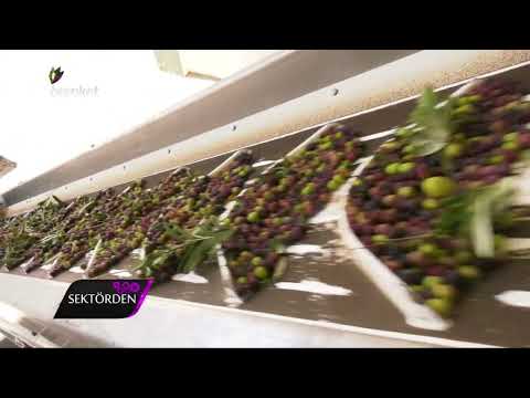 Ustanın Gözünden Arbequina