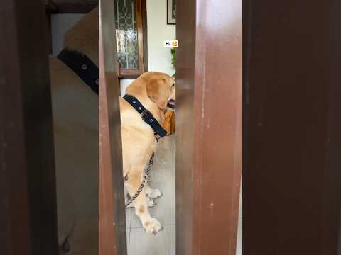 😍 #dog #dogvideos #pet #cat #catvideo #love #funny #travel