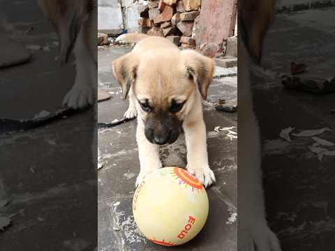 puppy playing adorable video #puppy #cute #pets #funny #dog #shorts