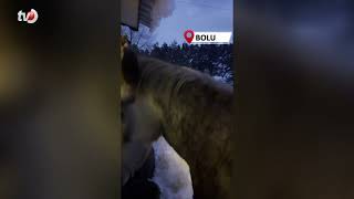 Yabani Yılkı Atları Evine Kadar Geldi, Ortaya Samimi Anlar Çıktı