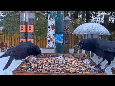 Noisy Crows Pack Away Peanuts In Ontario – Nov. 18, 2019