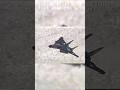 VX 9 Vampires F 14D Super Tomcat Conducting JDAM Testing At NAWS China Lake 2002 2004
