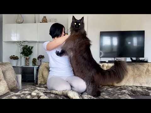 Maine Coon Has Grown to The Size of Its Owner