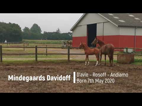 Mindegaards Davidoff