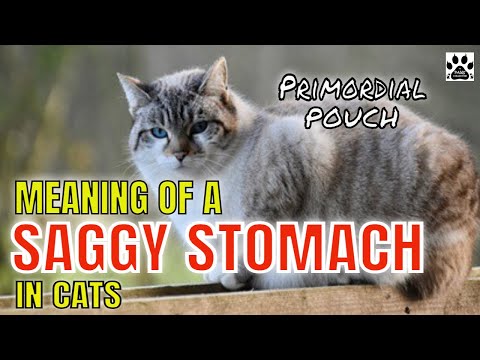 MEANING OF A SAGGY STOMACH IN CATS l V-48