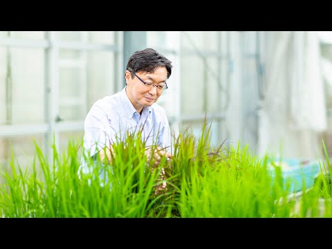 「ゲノム情報を活用したイネ(米)の品種開発」生物生産学類/模擬講義/宮城大学