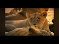 Babyfirst Safari Scrapbook Lion