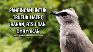 Download lagu Trucukan GACOR ngalas ROPEL PANJANG suara alam AMPUH buat pancingan jadikan trucuk Gacor GARUDA mp3