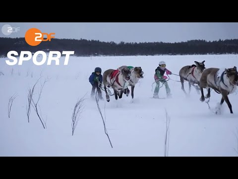 Verrücktes Rentierrennen in Lappland | ZDF SPORTreportage