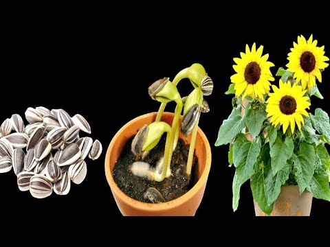 How to grow sunflower from seeds in pots at home, full update