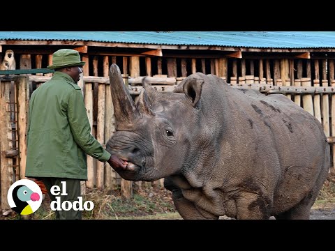 La Conmovedora Historia De Los Últimos Dos Rinocerontes Blancos
