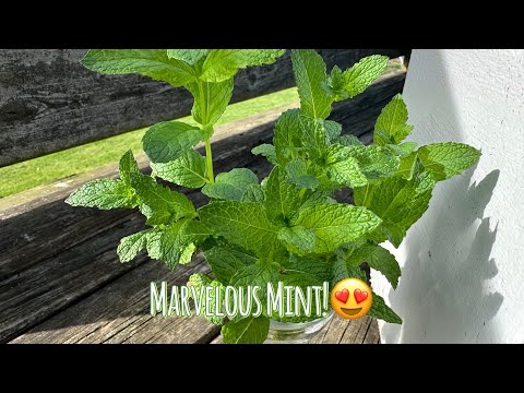 Grow MARVELOUS mint in containers!