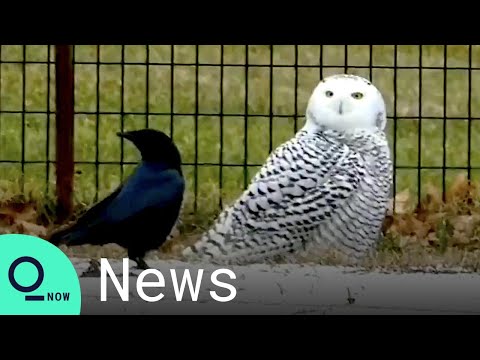 Manhattan Bird Alert