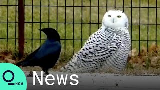 Rare Snowy Owl Captivates Onlookers in New York City's Central Park