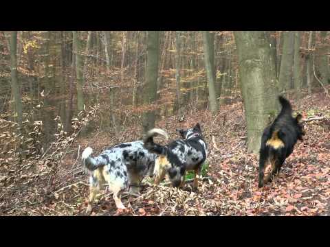 Hier "shepherds"! - Herbst 2014 mit AUSSIE-Rudel - Die KUNSTPFAD-Runde