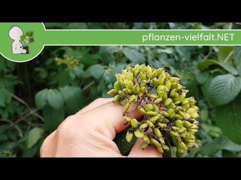 Wolliger Schneeball - Unreife Früchte - 12.06.18 (Viburnum lantana) - Bäume (Früchte) bestimmen
