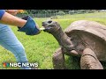Meet Jonathan The Oldest Tortoise In The World