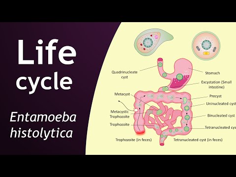 Life cycle of Entamoeba histolytica | parasitology | Basic Science Series