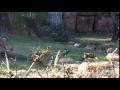 WDW Animal Kingdom African Painted Dogs On Kilimanjaro Safari